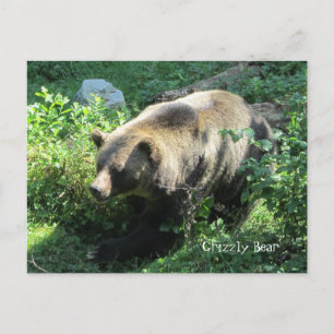 Grizzly Bear Postcard