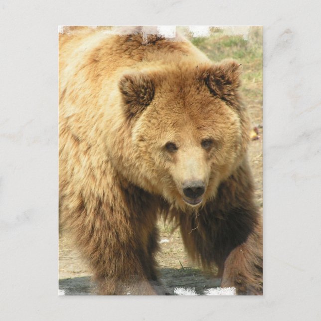 Grizzly Bear Postcard (Front)