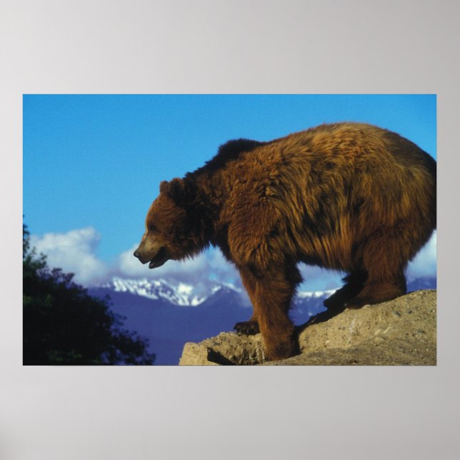 Grizzly Bear Poster (Front)