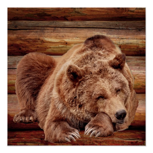 GRIZZLY BEAR RESTING LOG CABIN POSTERS (Front)