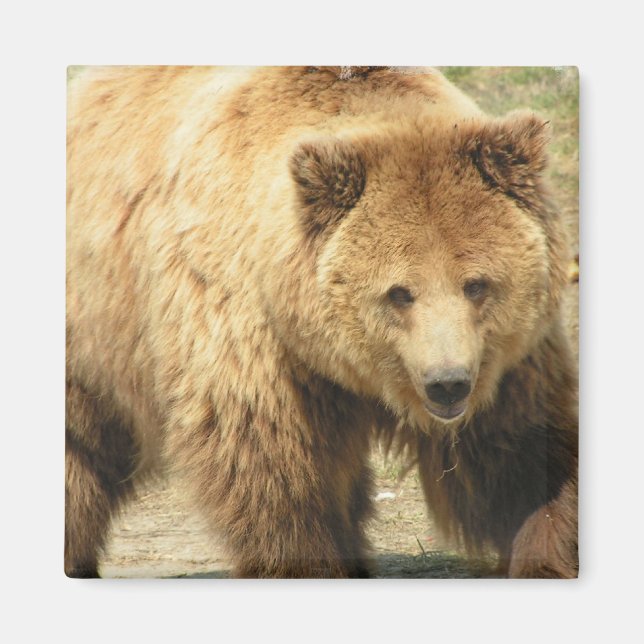 Grizzly Bear Square Magnet (Front)