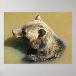 Grizzly Bear Taking a Swim Poster