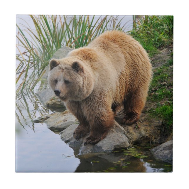 Grizzly Bear Wildlife Animal Photograph Ceramic Tile (Front)