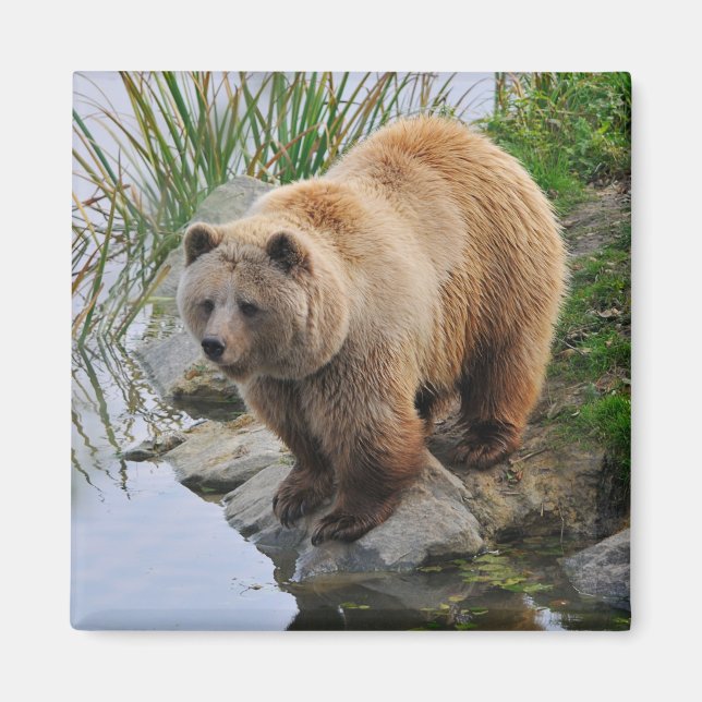 Grizzly Bear Wildlife Animal Photograph Magnet (Front)