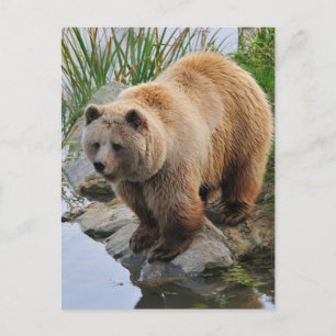 Grizzly Bear Wildlife Animal Photograph Postcard