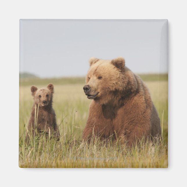 Grizzly Bear with Cub Magnet (Front)