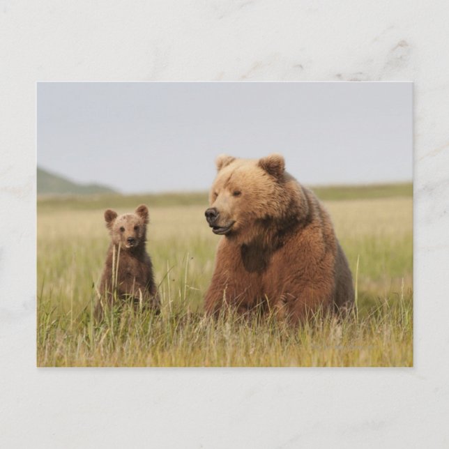 Grizzly Bear with Cub Postcard (Front)