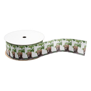 grizzly bears grosgrain ribbon
