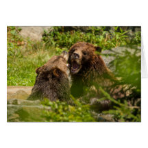 Grizzly Bears Play Fighting