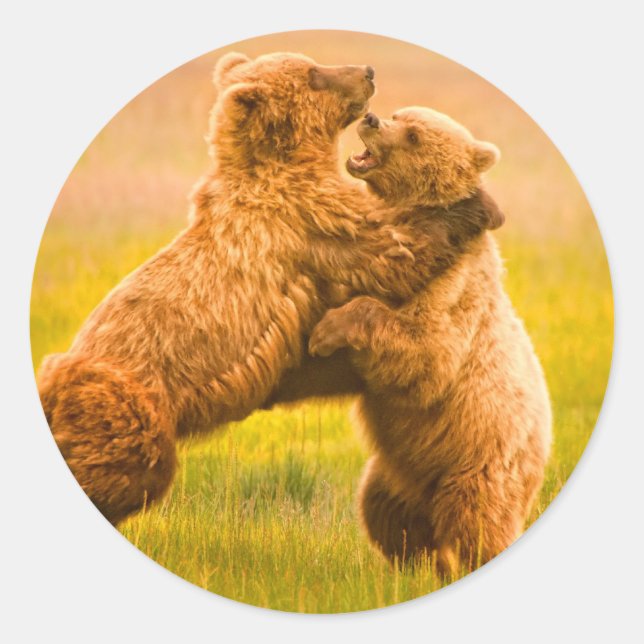 Grizzly Bears Wrestling Classic Round Sticker (Front)