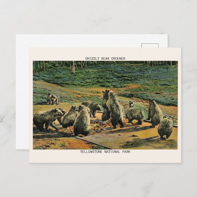 grizzly bears, yellow stone national park gifts postcard (Front/Back)