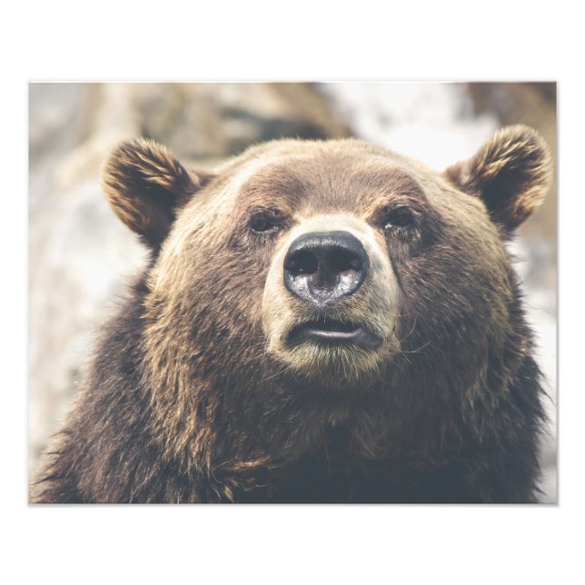 Grizzly brown bear photo print (Front)
