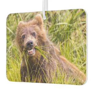 Grizzly cub grazing, Alaska Car Air Freshener