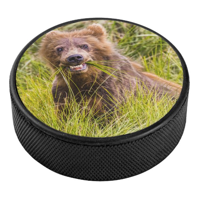 Grizzly cub grazing, Alaska Hockey Puck (3/4)