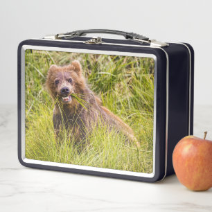 Grizzly cub grazing, Alaska Metal Lunch Box