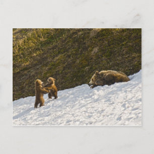 Grizzly Family Postcard