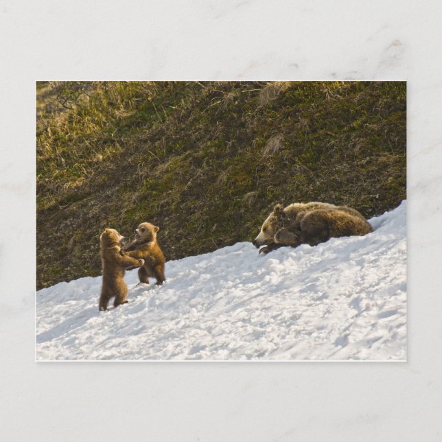Grizzly Family Postcard (Front)