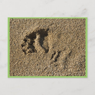 Grizzly track postcard