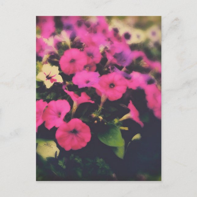 Grocery Store Flowers Postcard (Front)