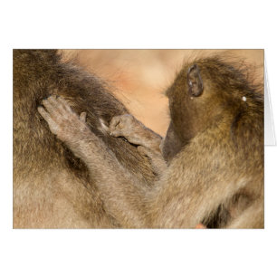 Grooming baboons