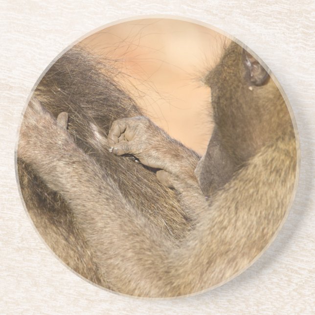 Grooming baboons coaster (Front)