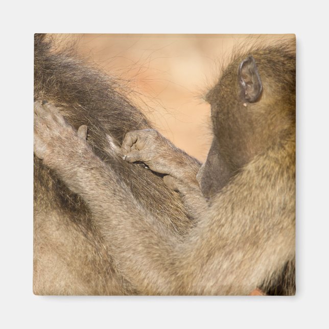 Grooming baboons magnet (Front)