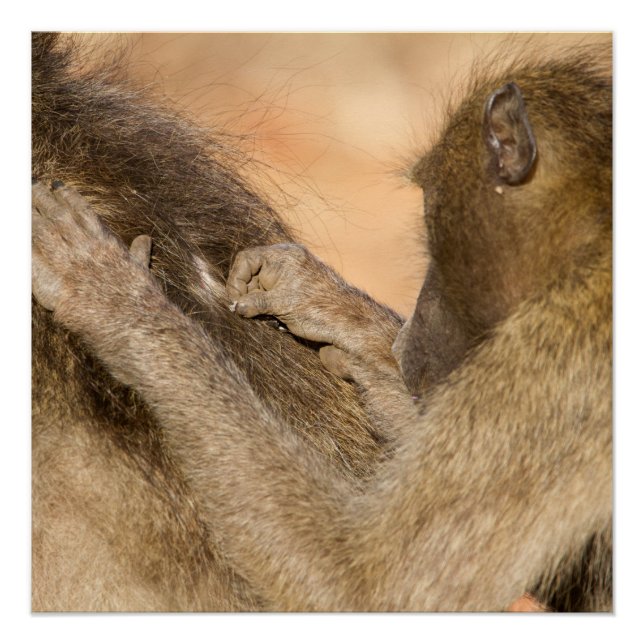 Grooming baboons poster (Front)