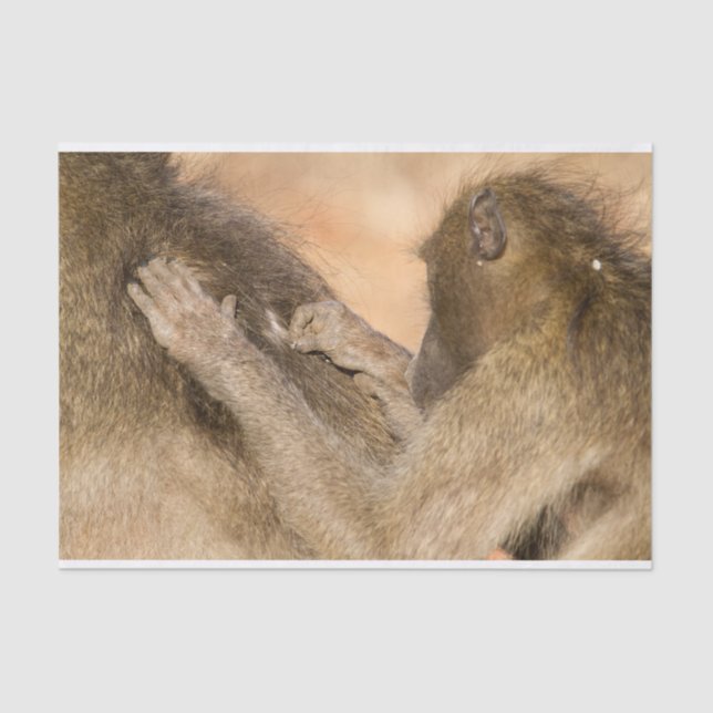 Grooming baboons tissue paper (Front)