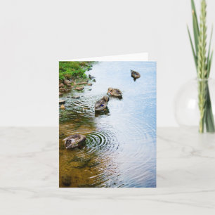 Grooming Ducks 2 Card