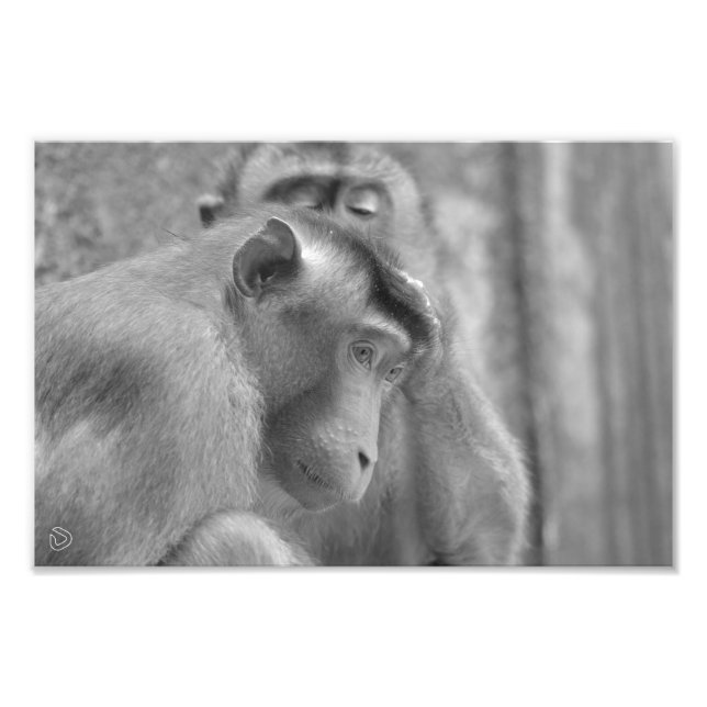 Grooming Sunda Pig-tailed Macaques - Photo Print (Front)
