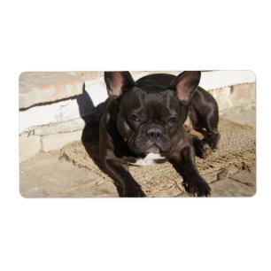 Grouchy French Bulldog