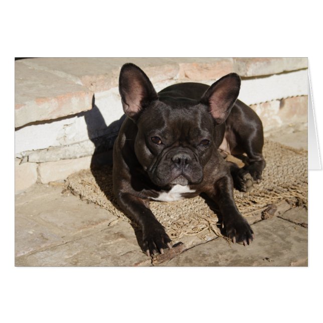 Grouchy French Bulldog (Front Horizontal)