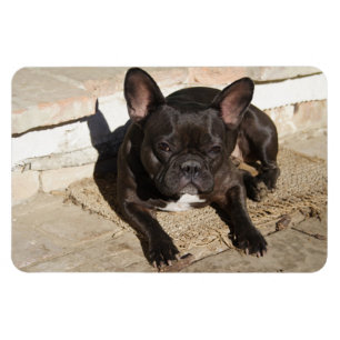 Grouchy French Bulldog Magnet