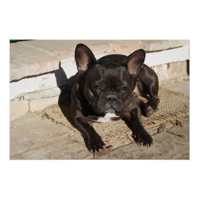 Grouchy French Bulldog Poster (Front)