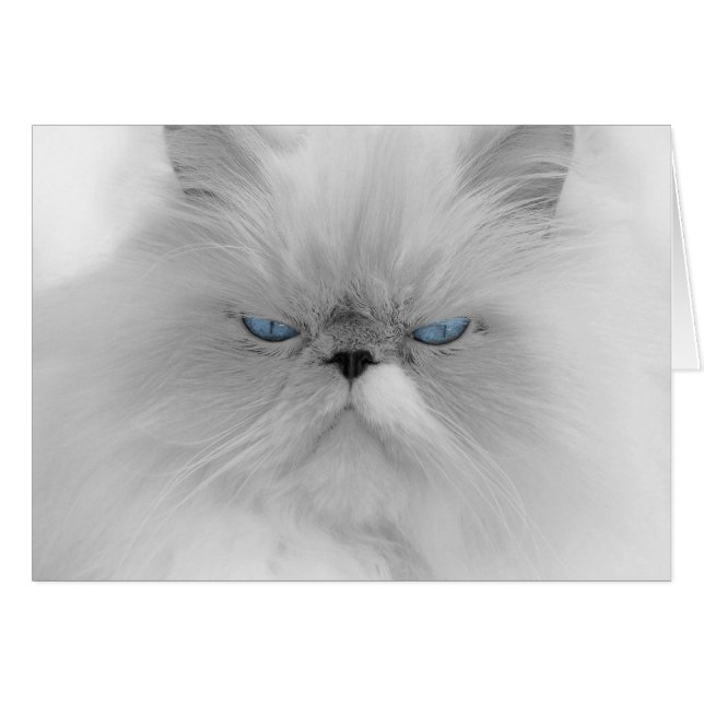 Grouchy Persian Cat (Front Horizontal)