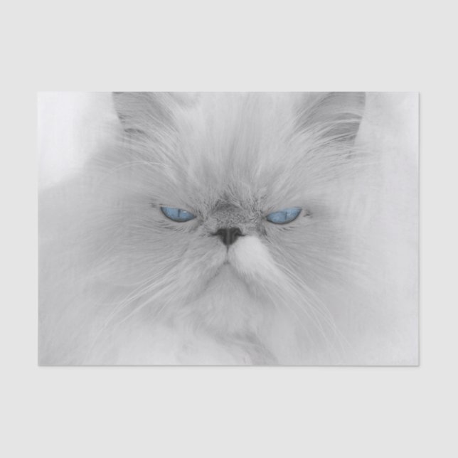 Grouchy Persian Cat Tissue Paper (Front)