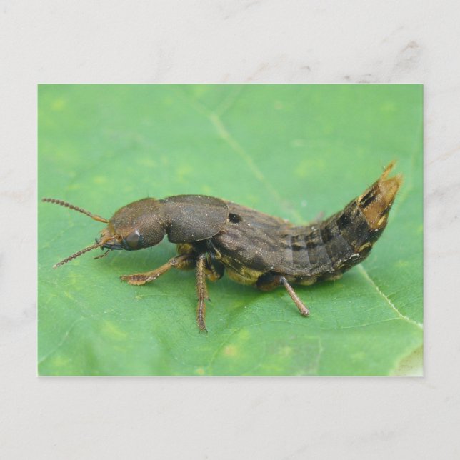 Ground Beetle Larva Postcard. Postcard (Front)