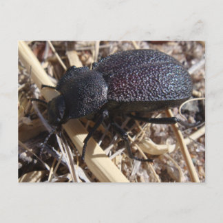 Ground Beetle Postcard