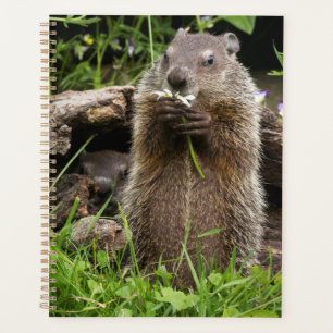 Ground Hog Munching on a Flower Planner