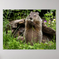 Ground Hog Munching on a Flower