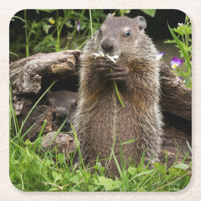 Ground Hog Munching on a Flower Square Paper Coaster (Front)