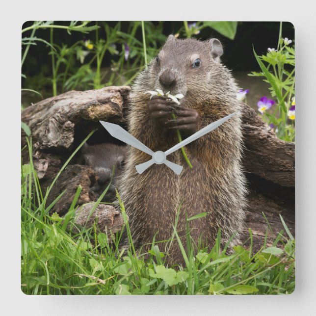 Ground Hog Munching on a Flower Square Wall Clock (Front)