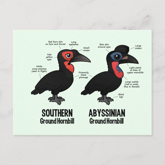 Ground Hornbil Statistics Postcard (Front)