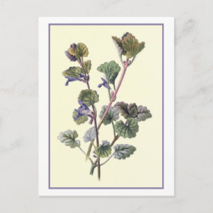 "Ground Ivy" Botanical Illustration Postcard