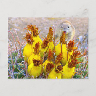 Ground Squirrel and Barrel Cactus Postcard