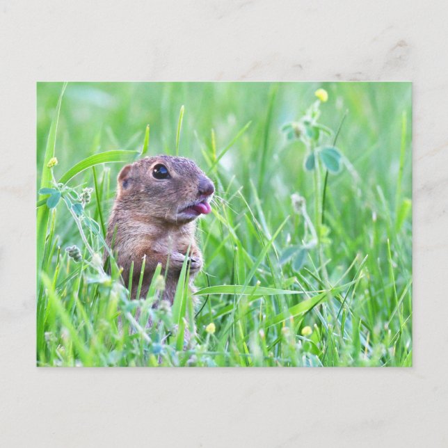 Ground Squirrel in the Grass Photo Postcard (Front)