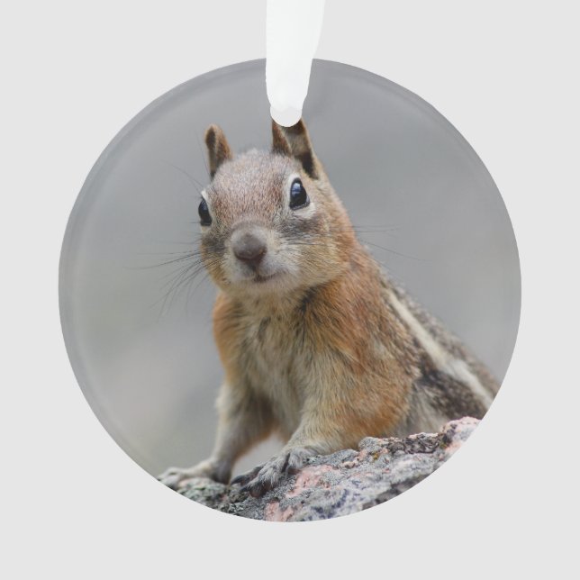 Ground Squirrel Ornament (Front)