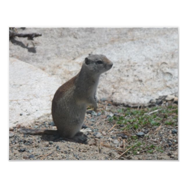 Ground squirrel Photographic Print (Front)