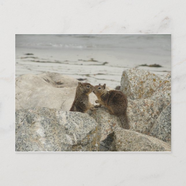 Ground Squirrels in Love Postcard (Front)