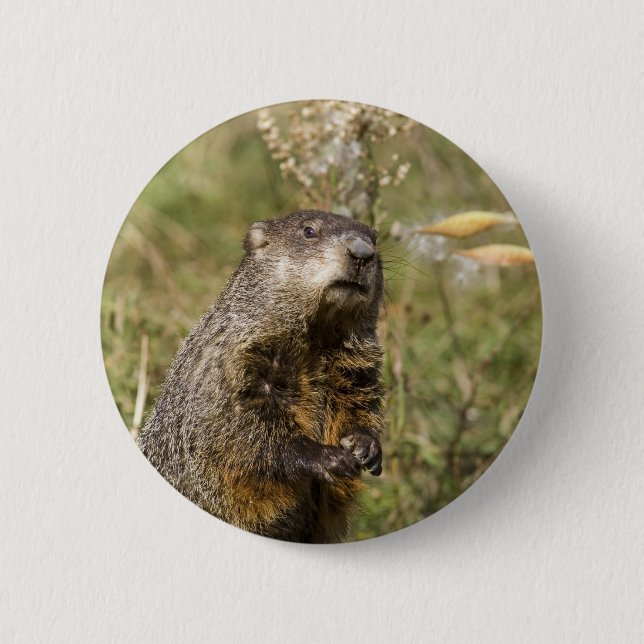 Groundhog 6 Cm Round Badge (Front)